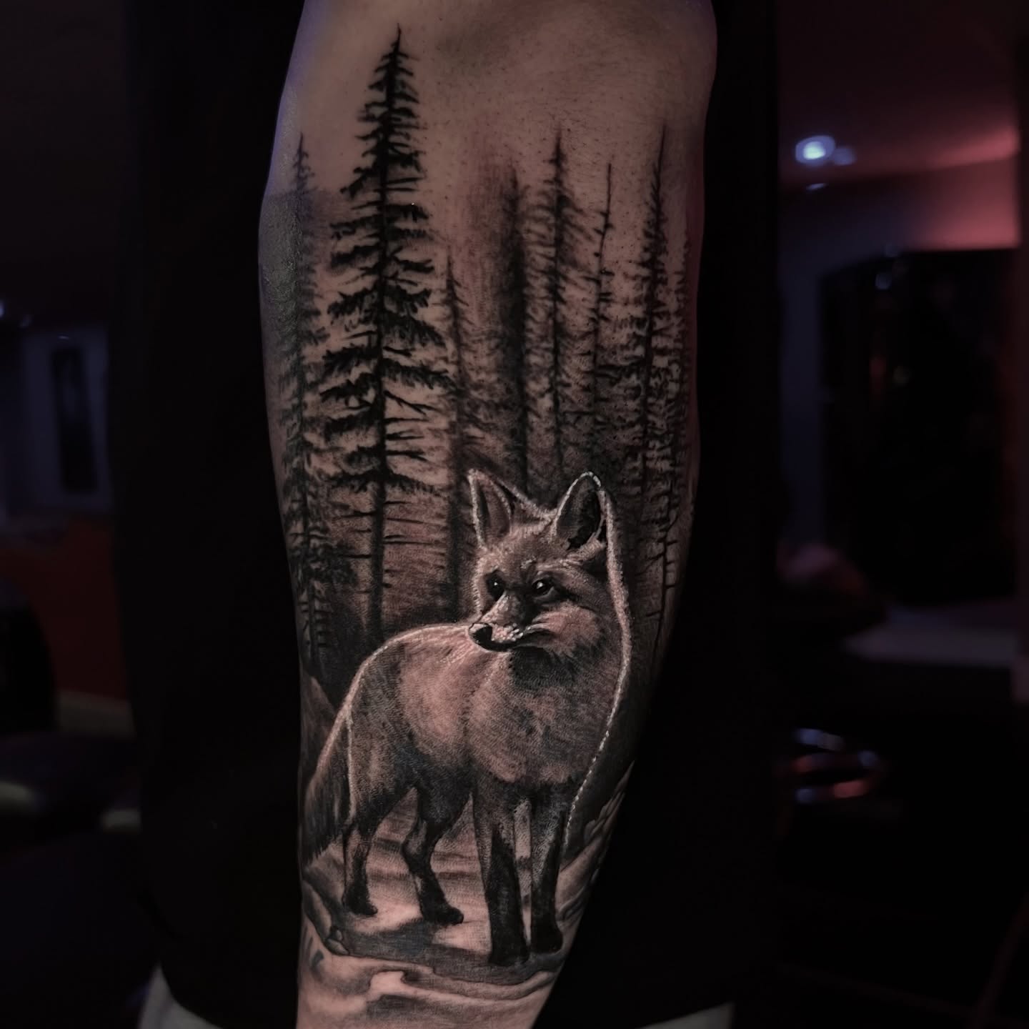 Lone Fox Forest Scene