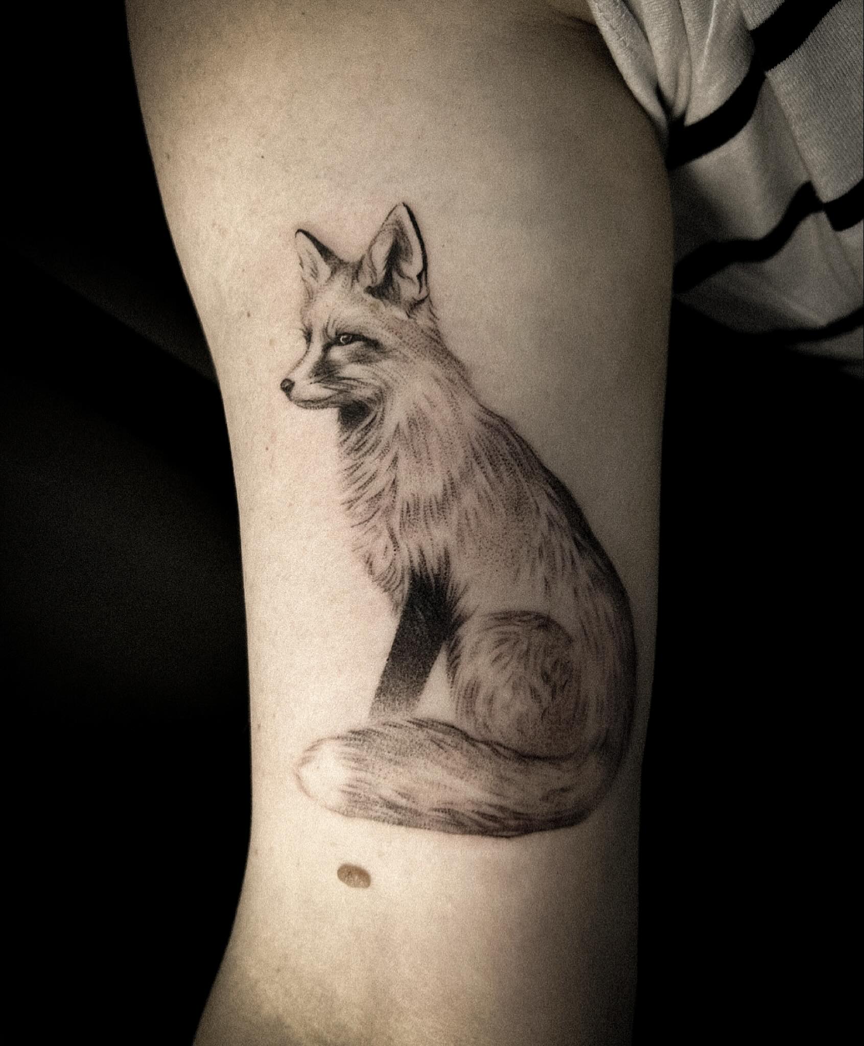Realistic Fox Portrait