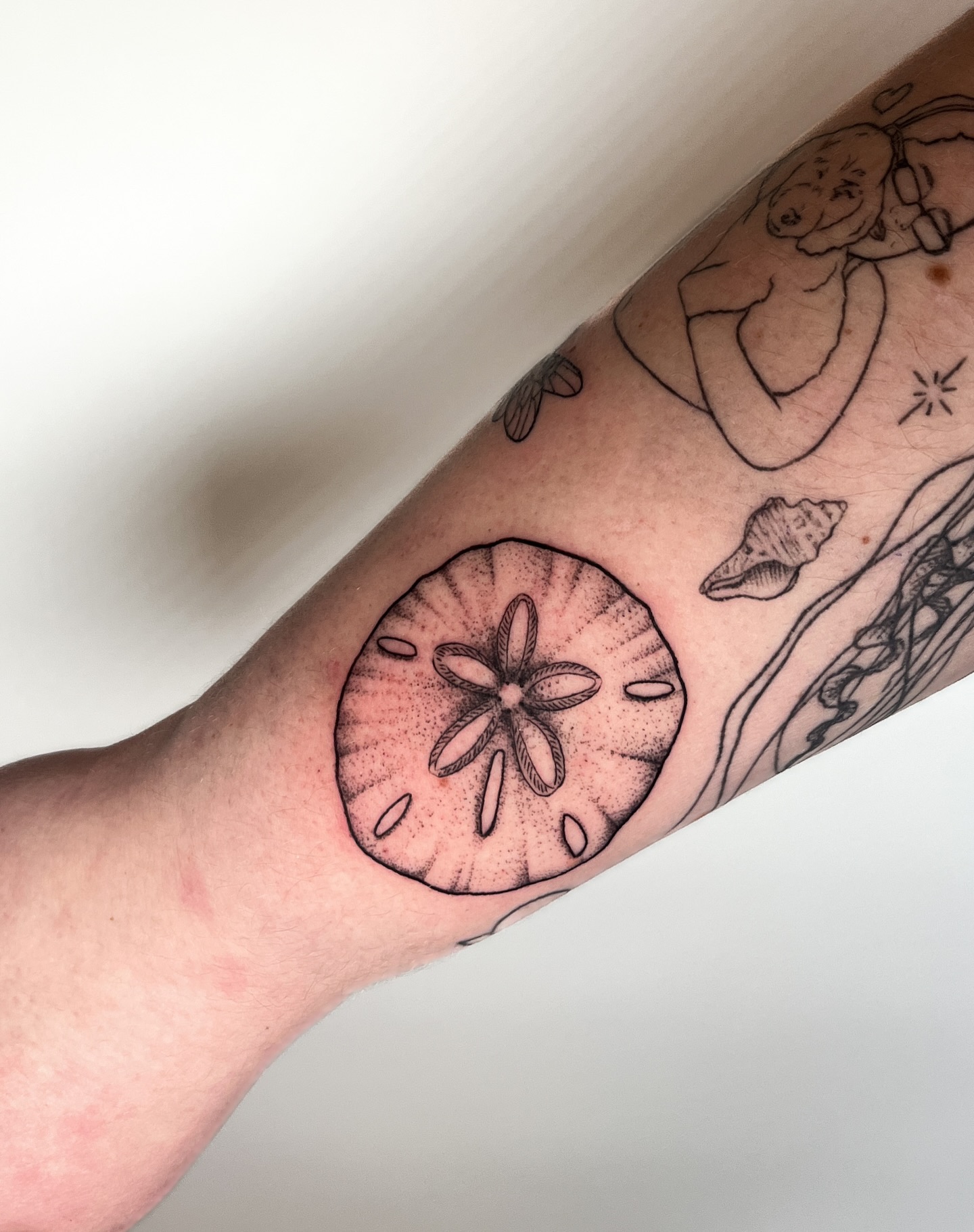 Sand Dollar Serenity