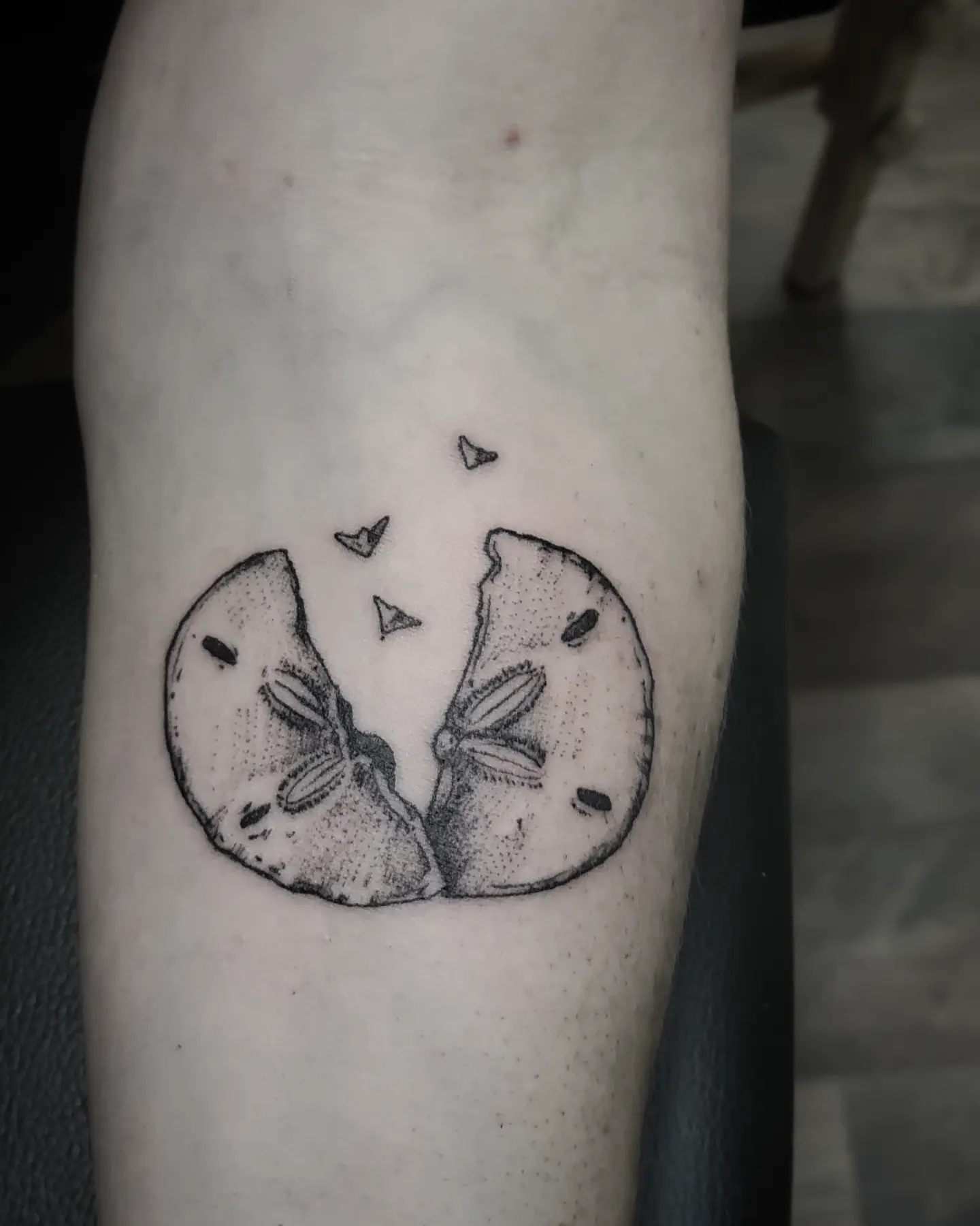 Sand Dollar Reverie