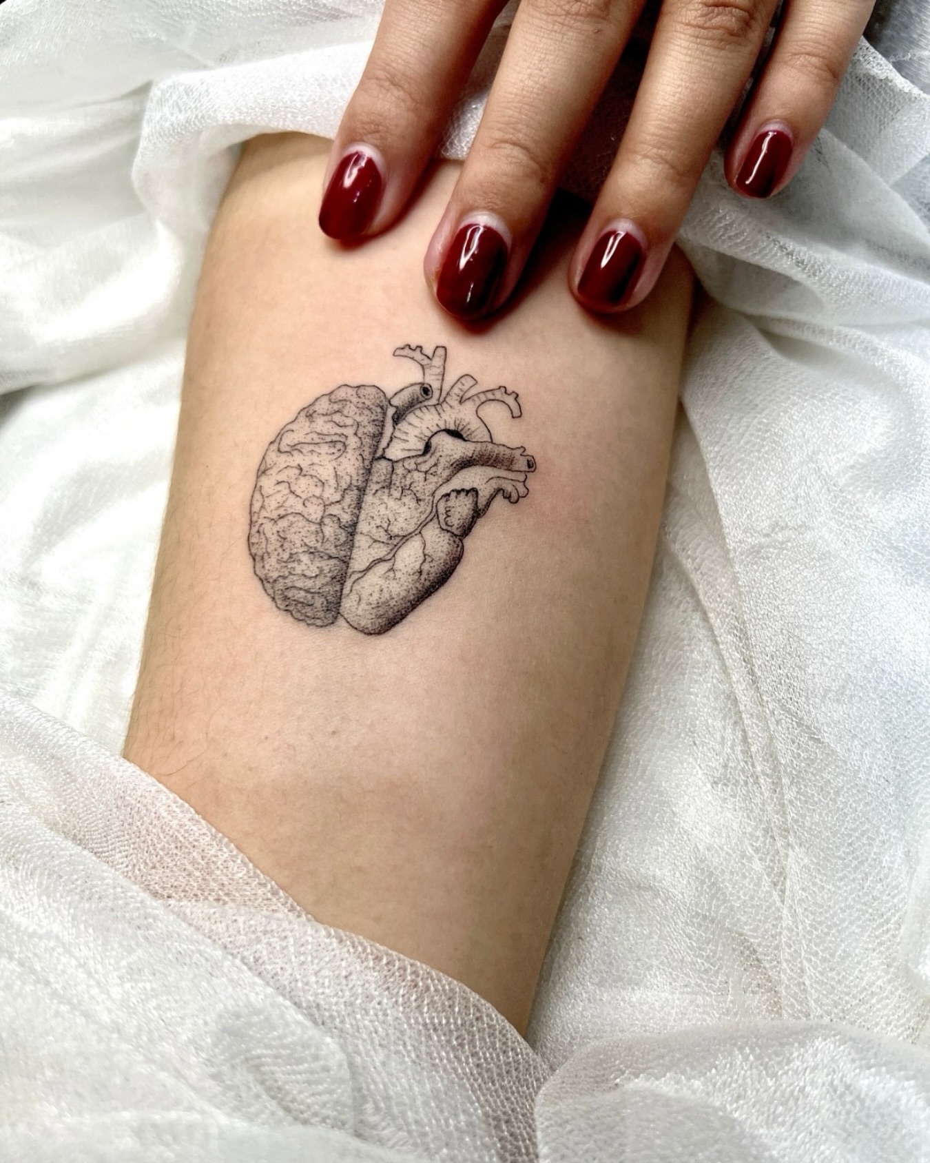 Corazón anatómico detallado