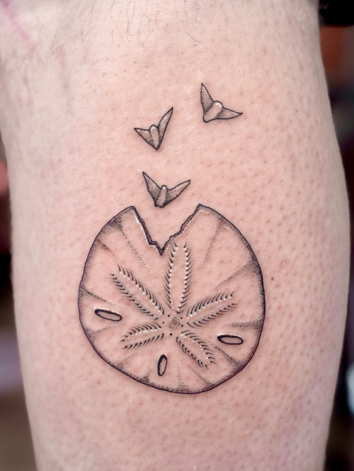 Realistic Sand Dollar Bloom