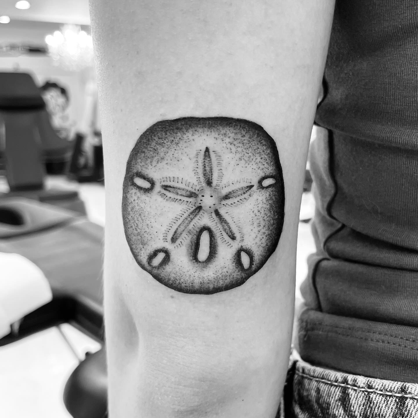 Sand Dollar Seashell