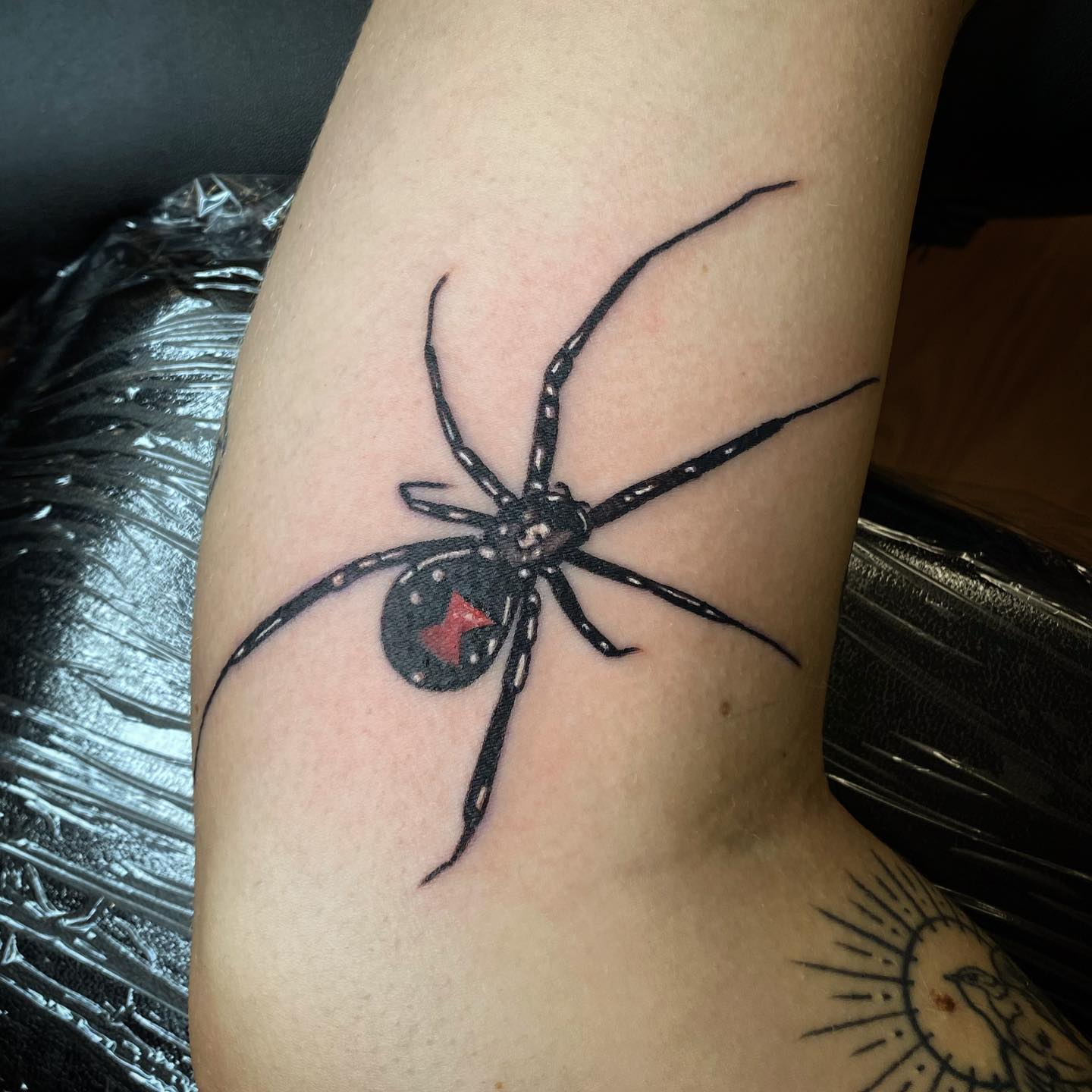 Black Widow Webbed Spider