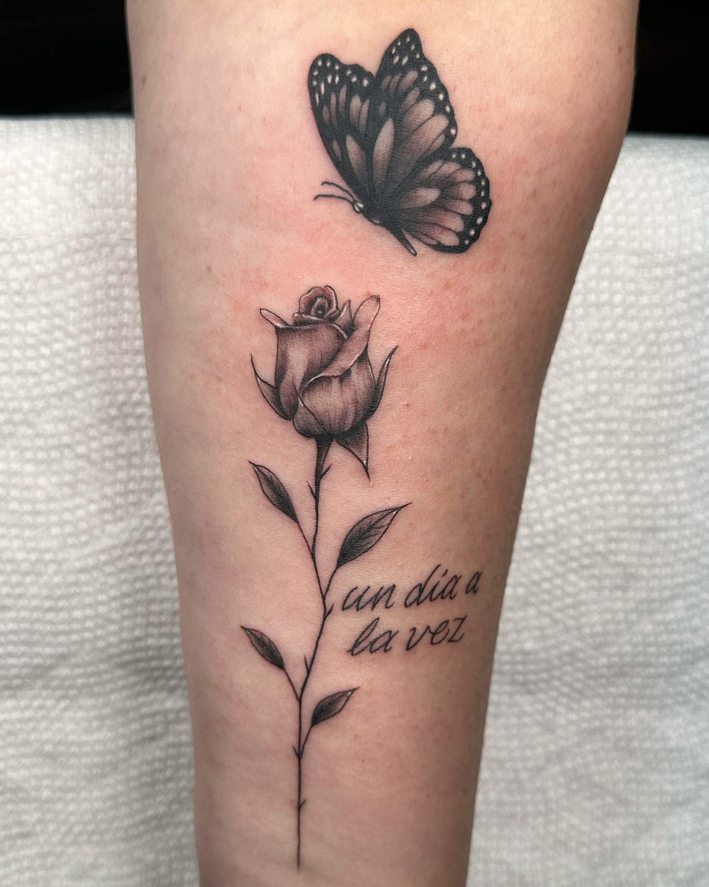 Butterfly and Rose Bloom