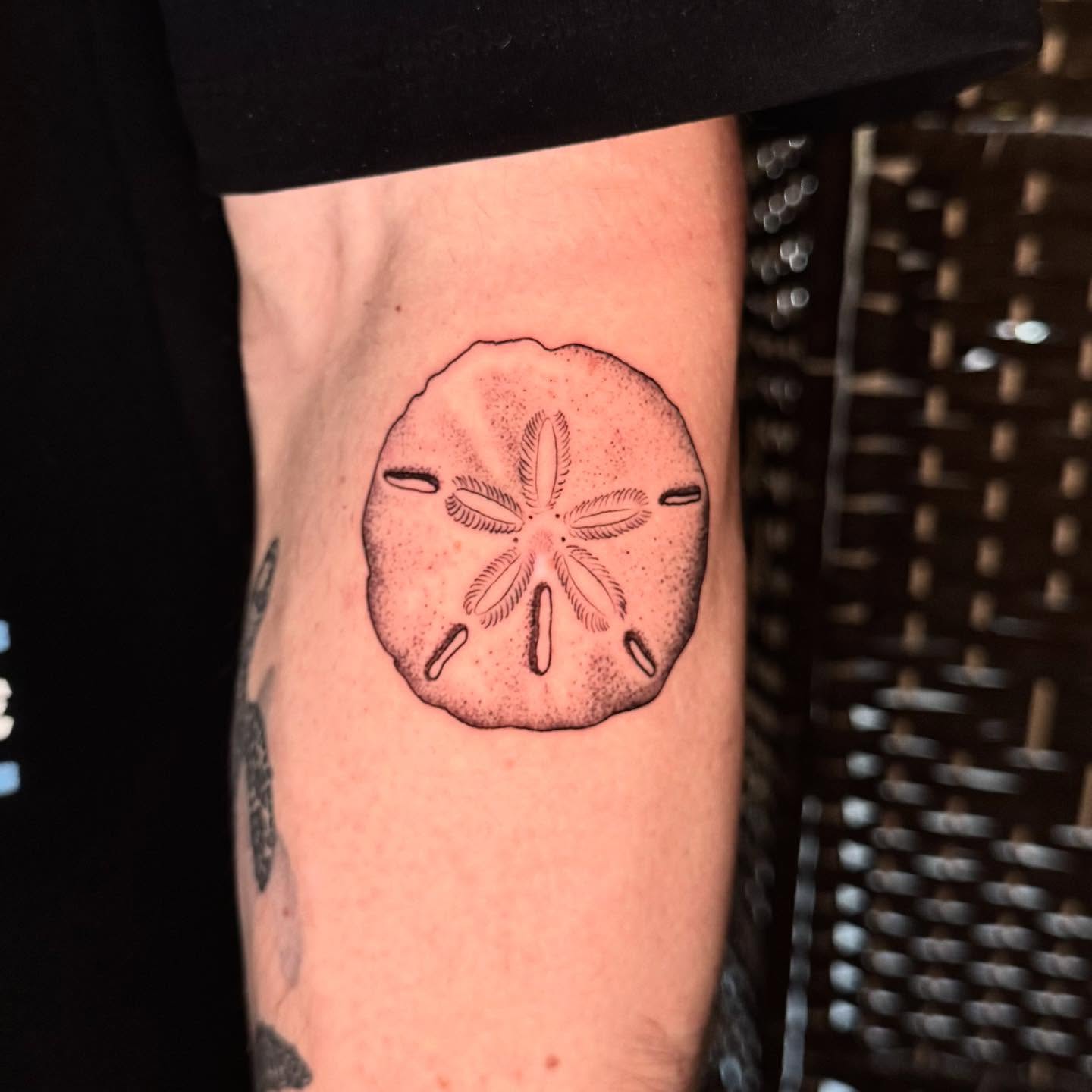 Sand Dollar Bloom