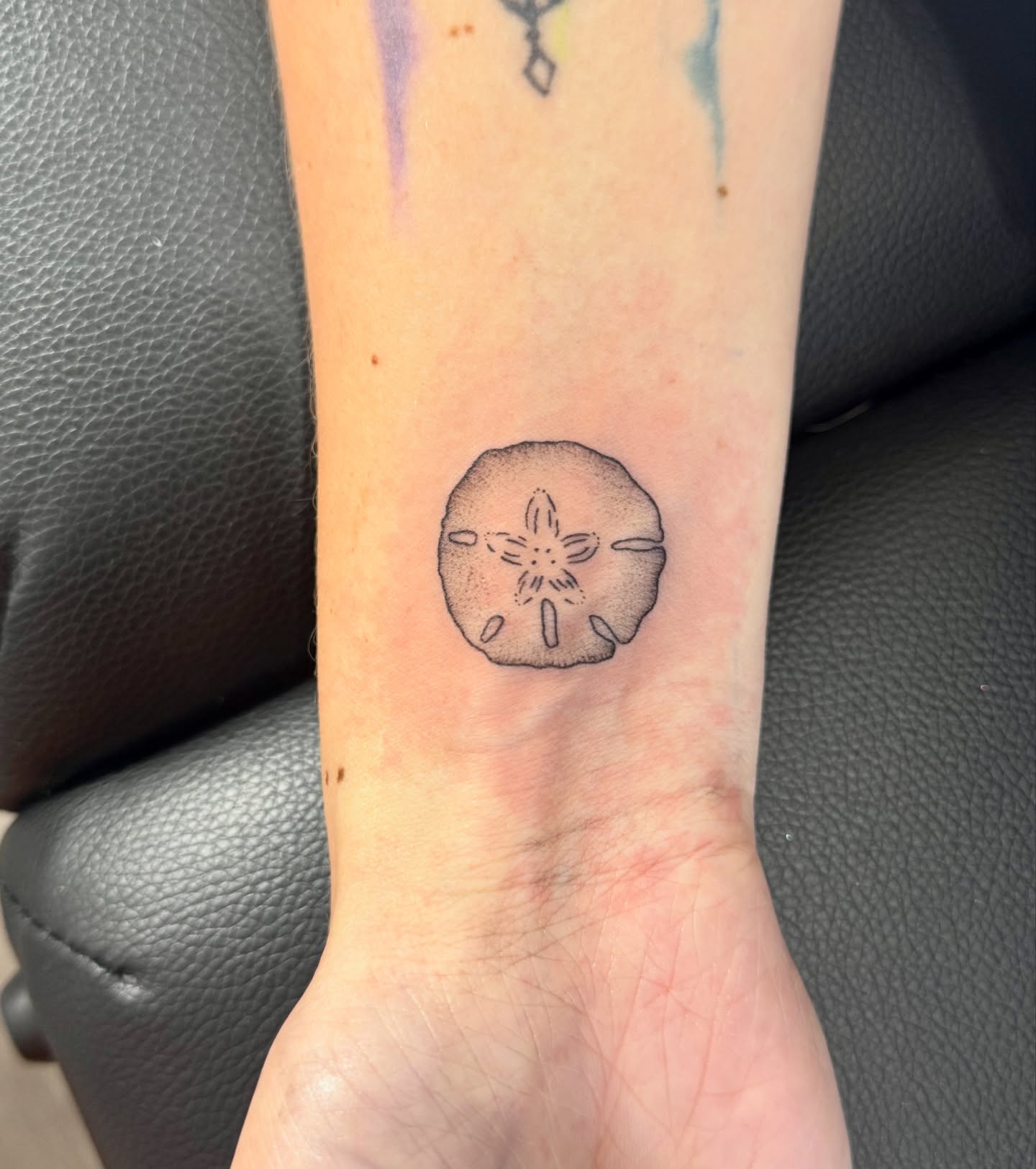 Sand Dollar Serenity