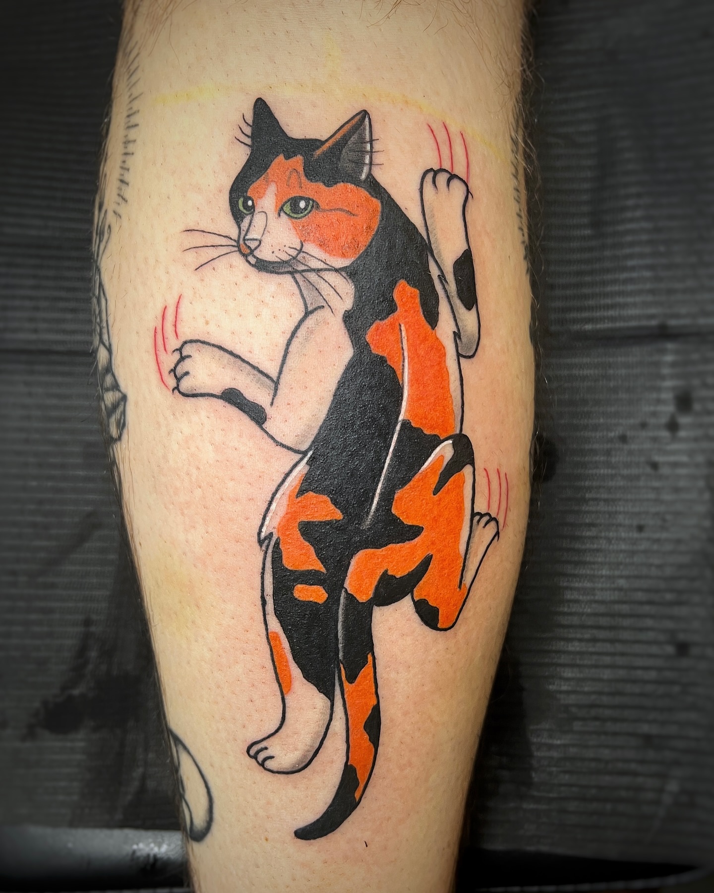 Calico Cat Clawing