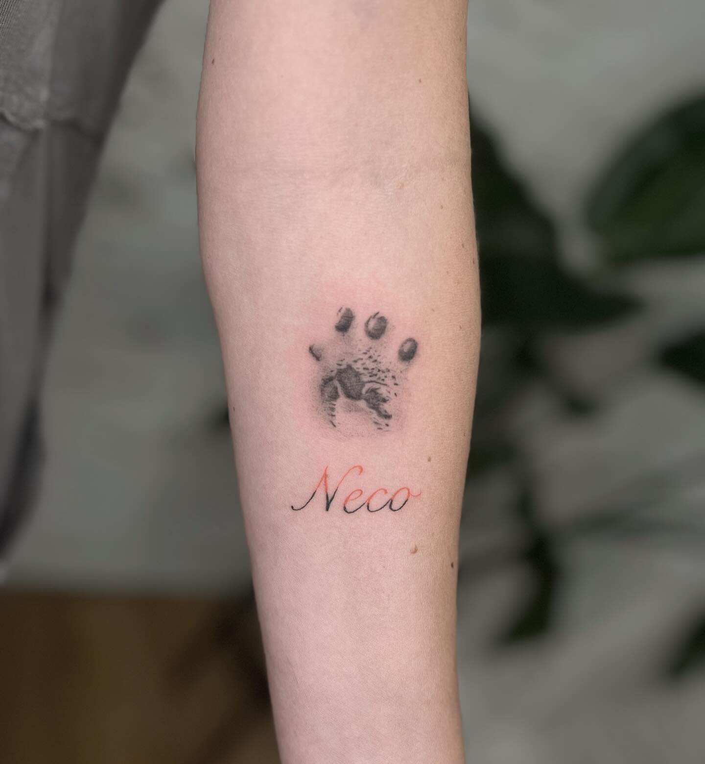 Cat Paw Print Memory