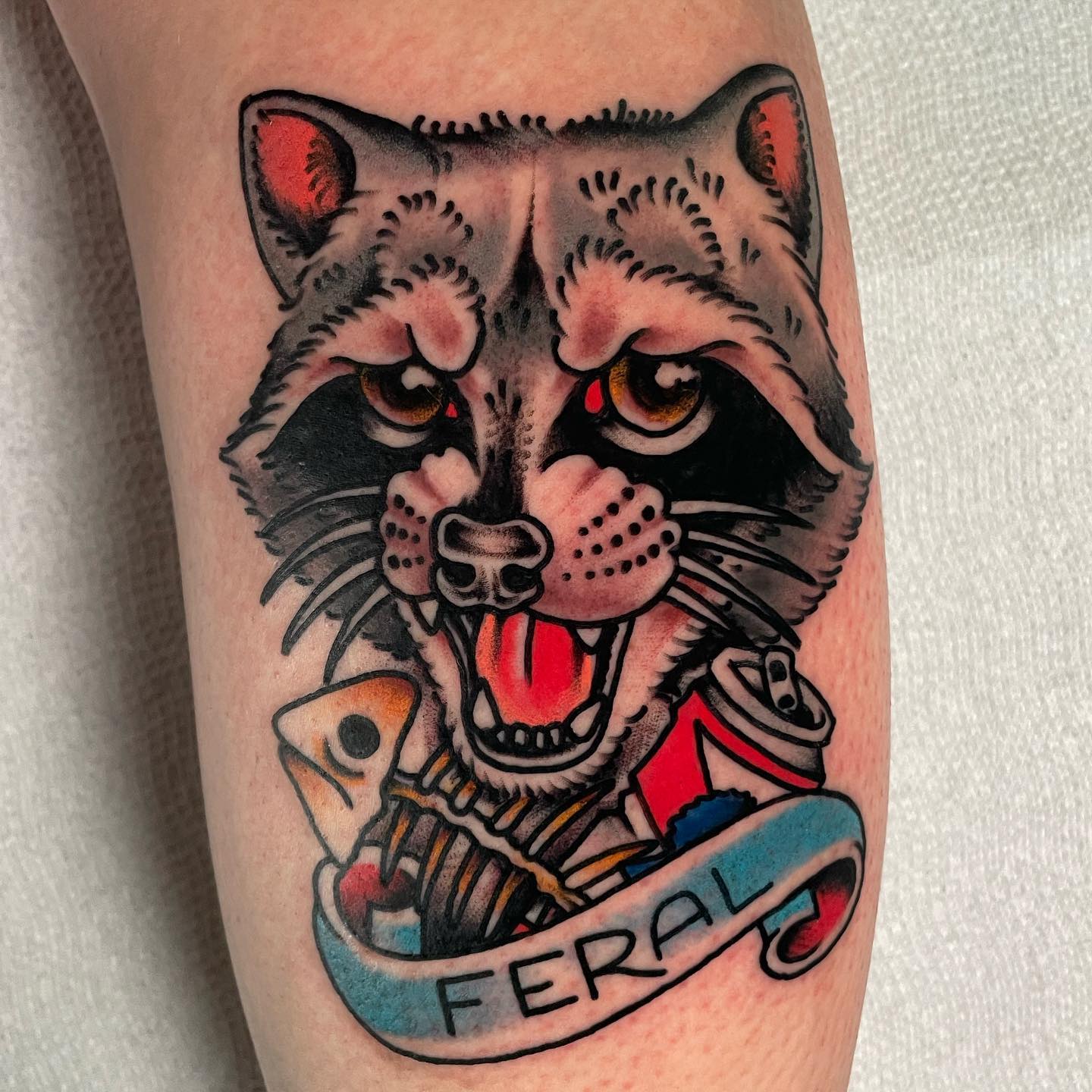 Colorful Feral Raccoon