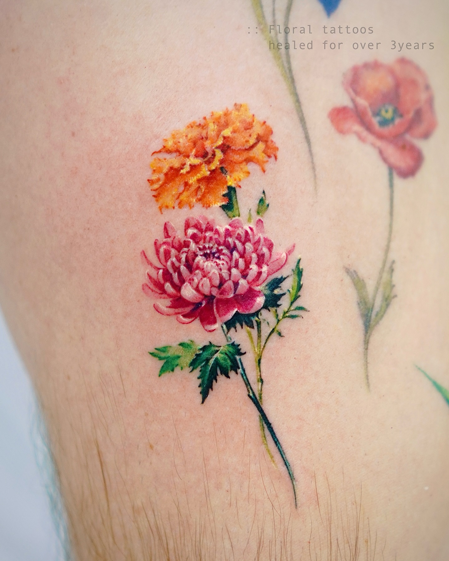 Colorful Marigold Bloom