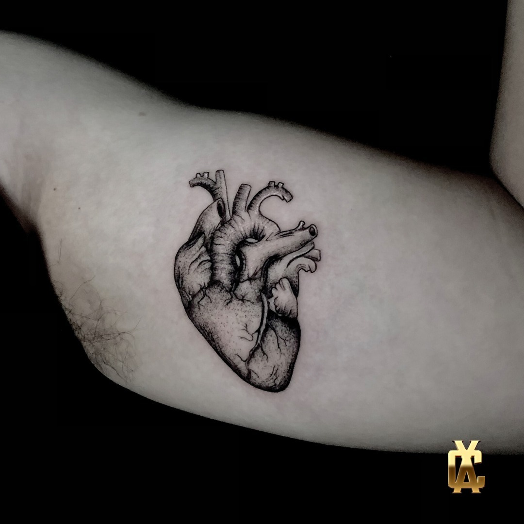 Corazón anatómico realista