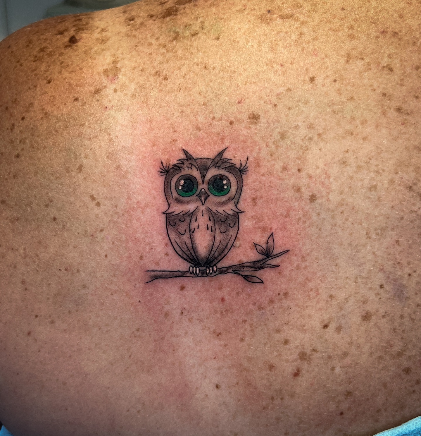 Cute Owl on Branch