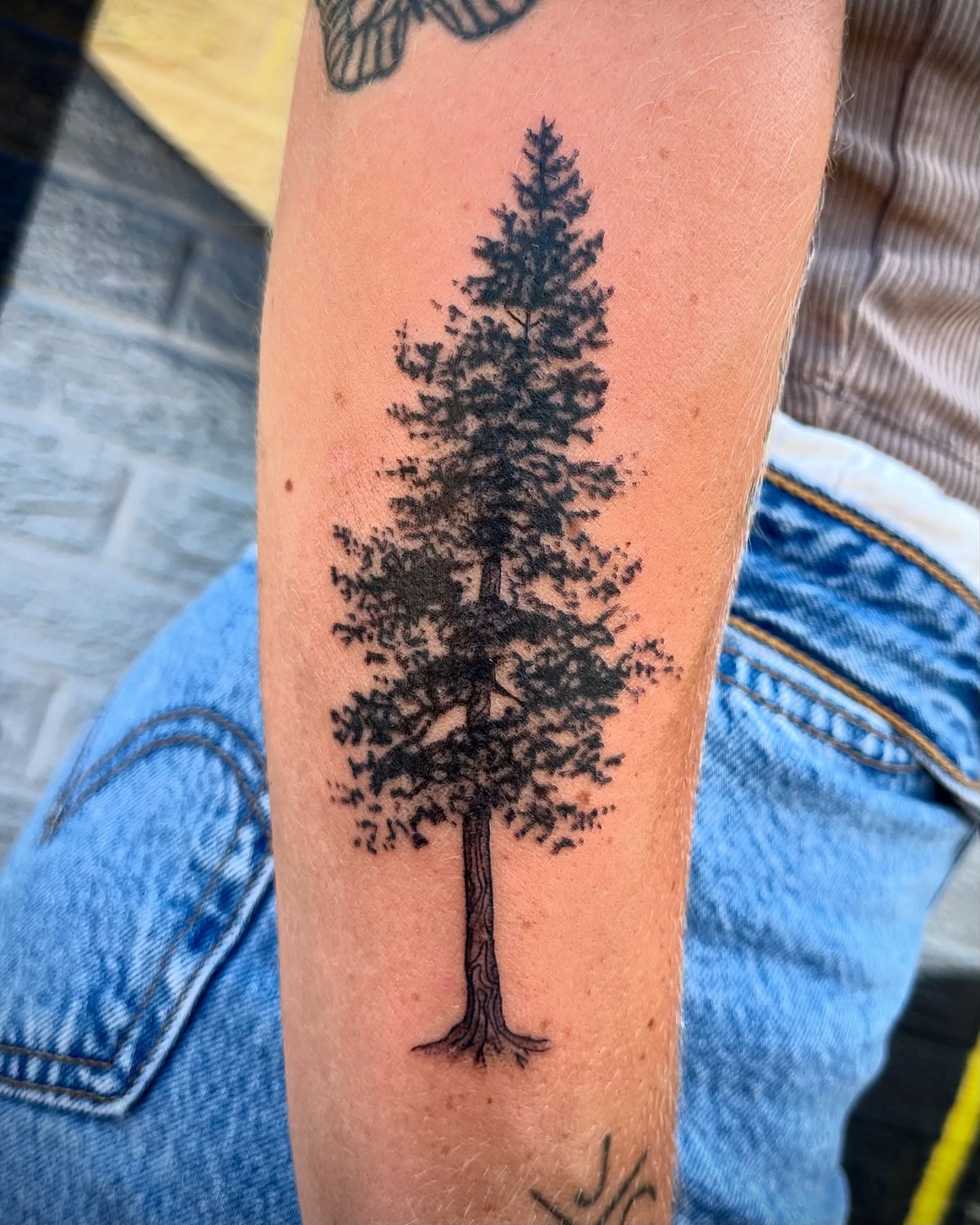 Delicate Pine Tree