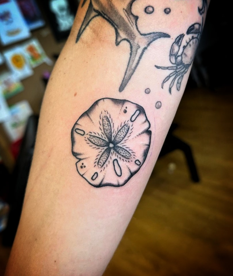 Sand Dollar Bloom