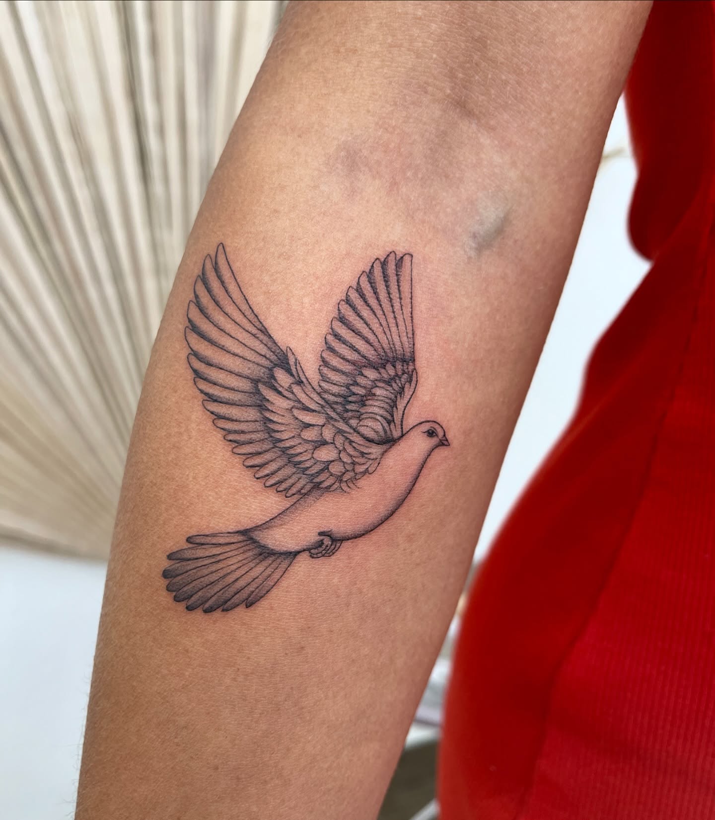 Graceful Flying Dove