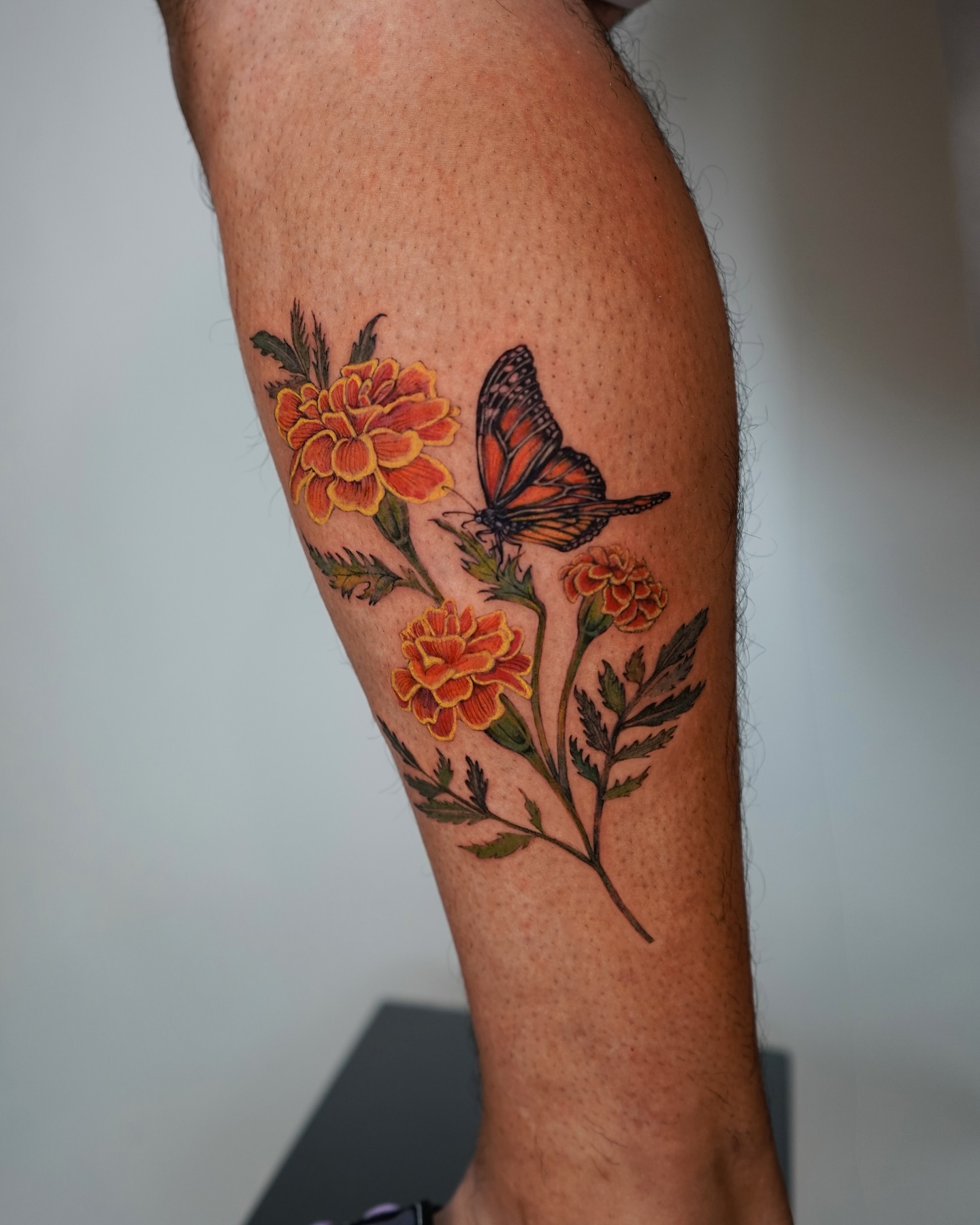 Marigold Bloom & Butterfly