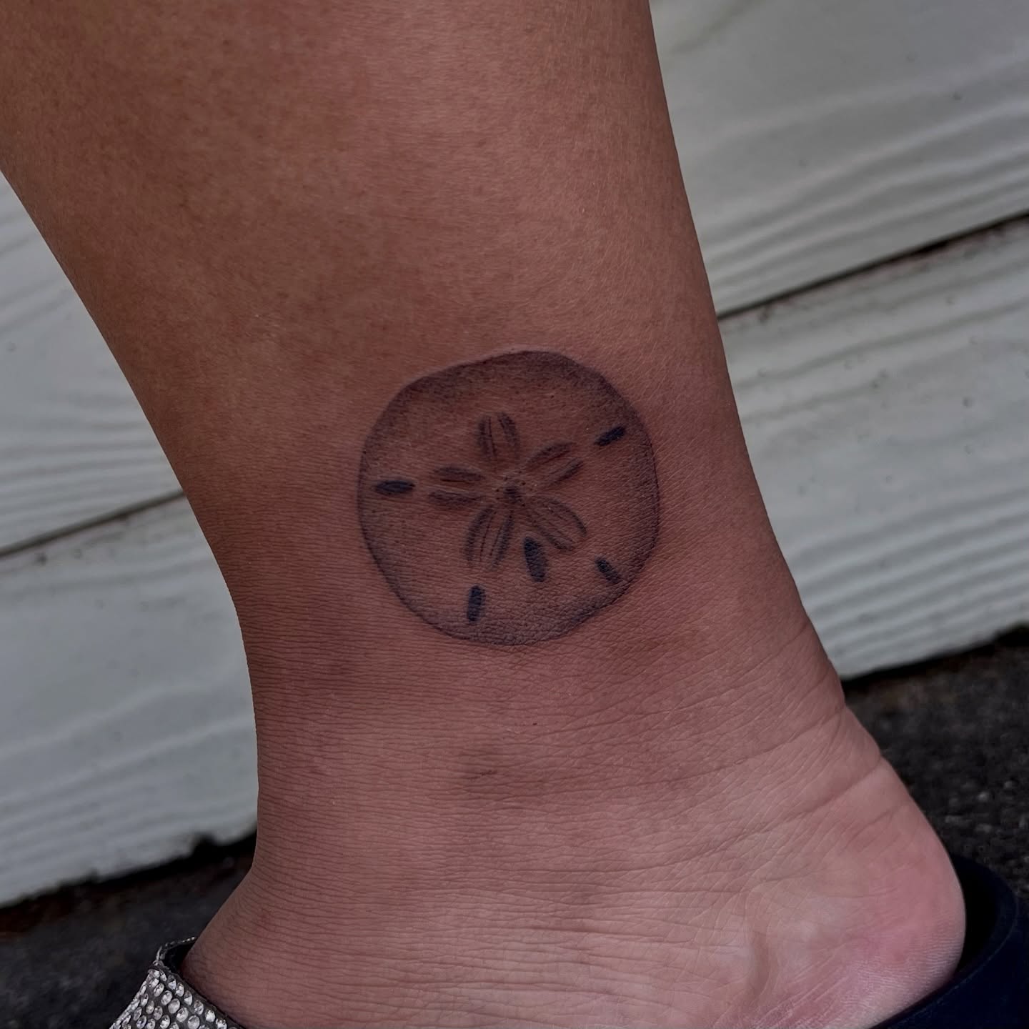 Sand Dollar Serenity