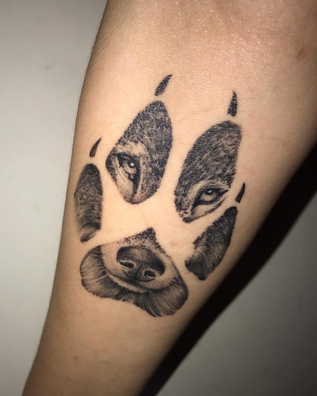 Lobo realista en trazo