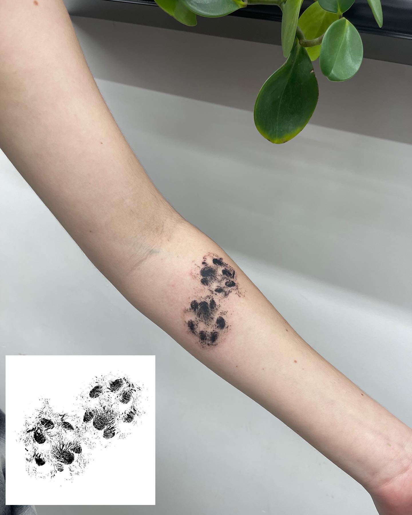 Realistic Cat Paw Prints