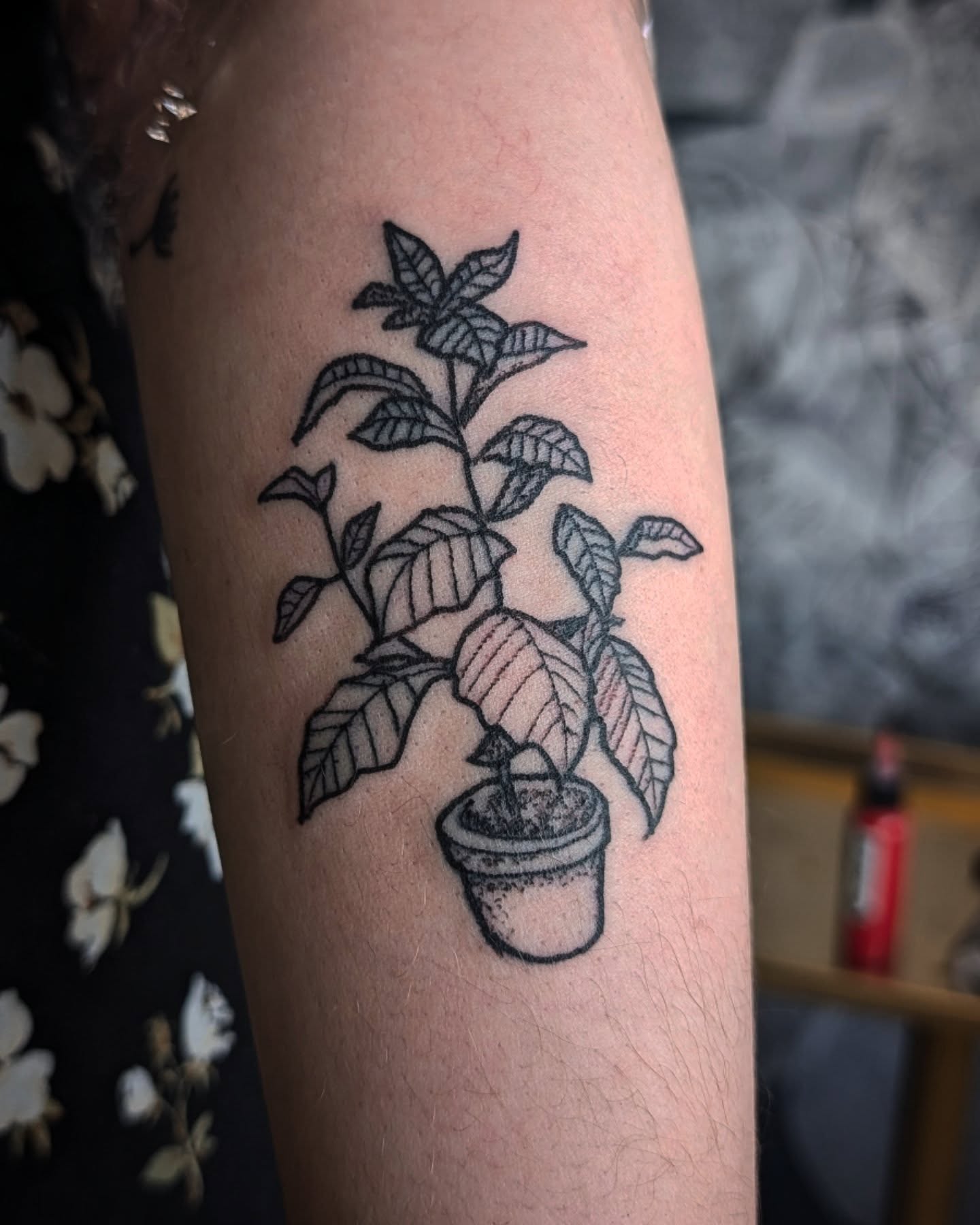 Biohazard Rose Study