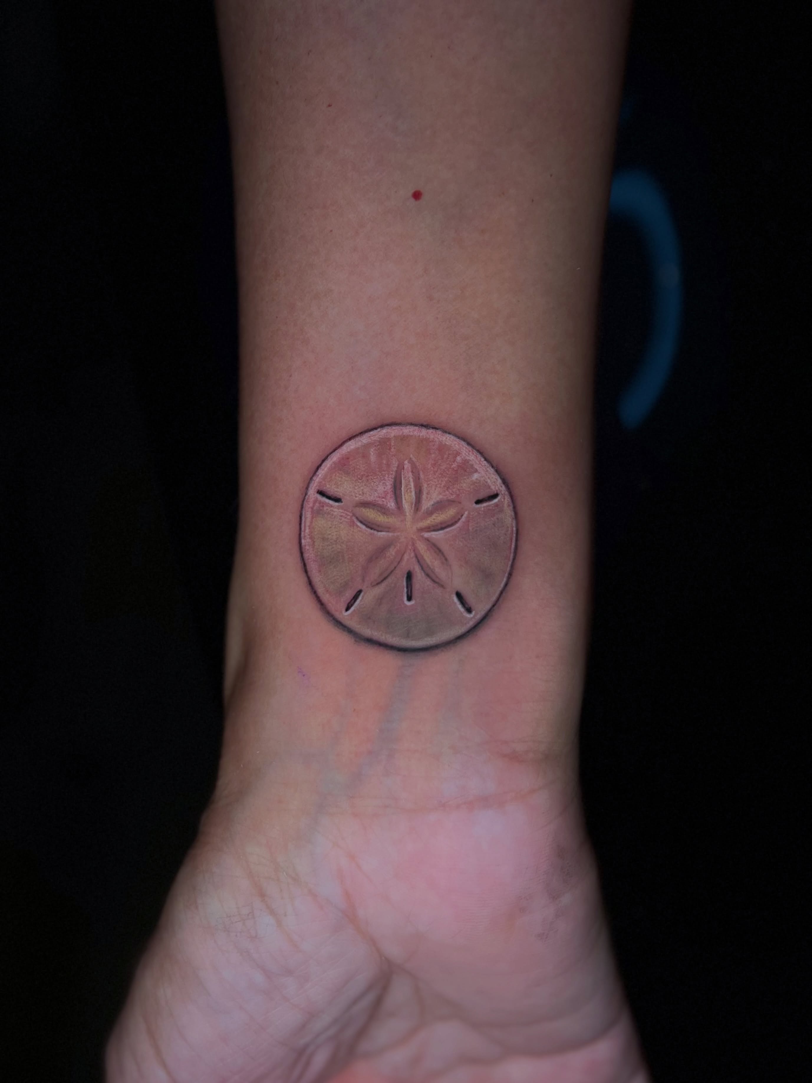 Sand Dollar Serenity