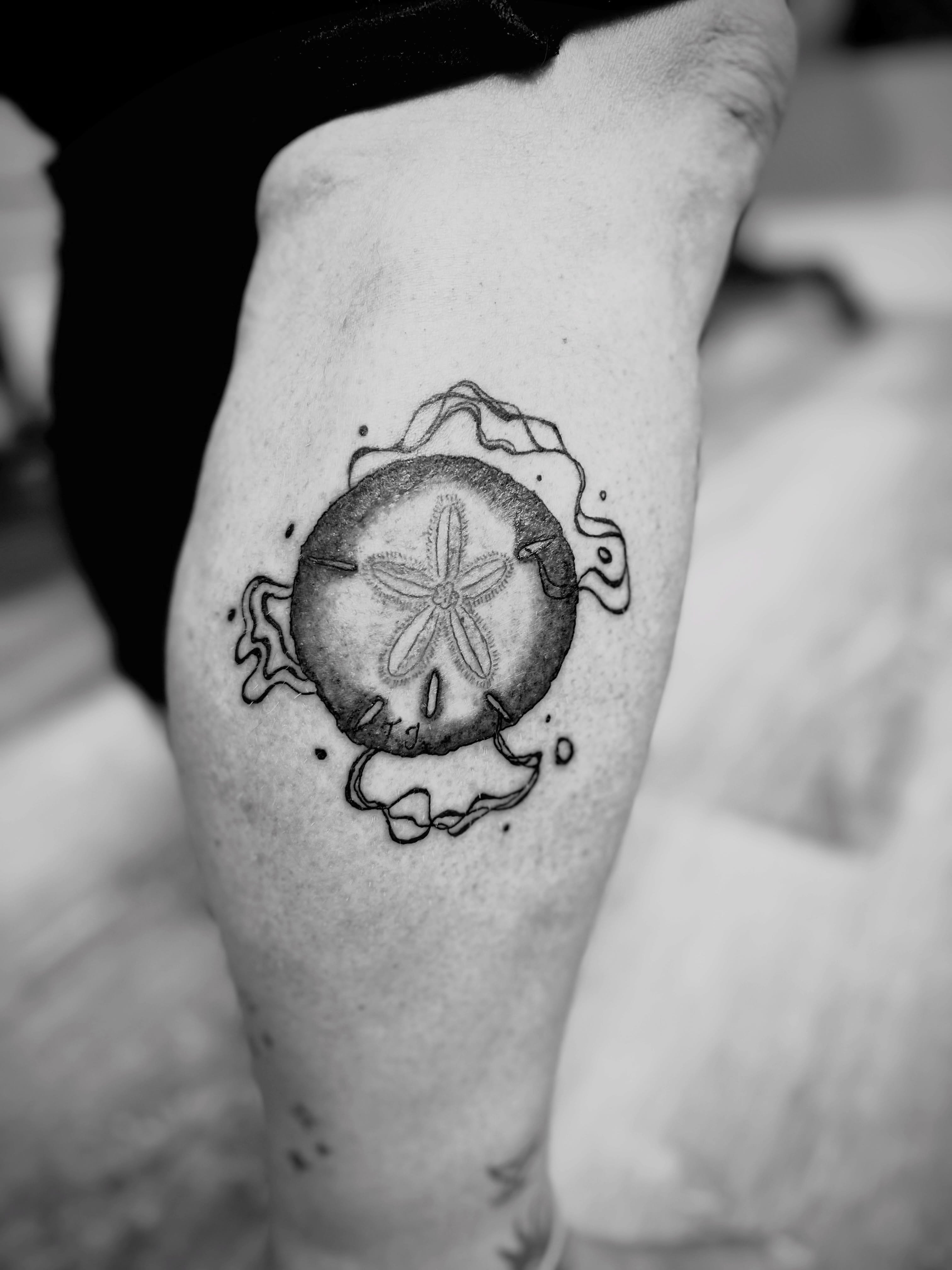 Sand Dollar Serenity
