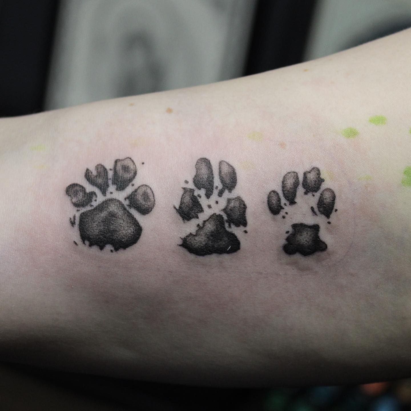 Sequential Cat Paw Prints