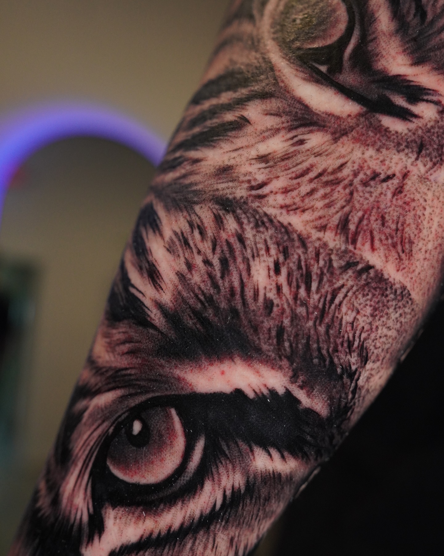 Tiger-Eye Predatory Gaze