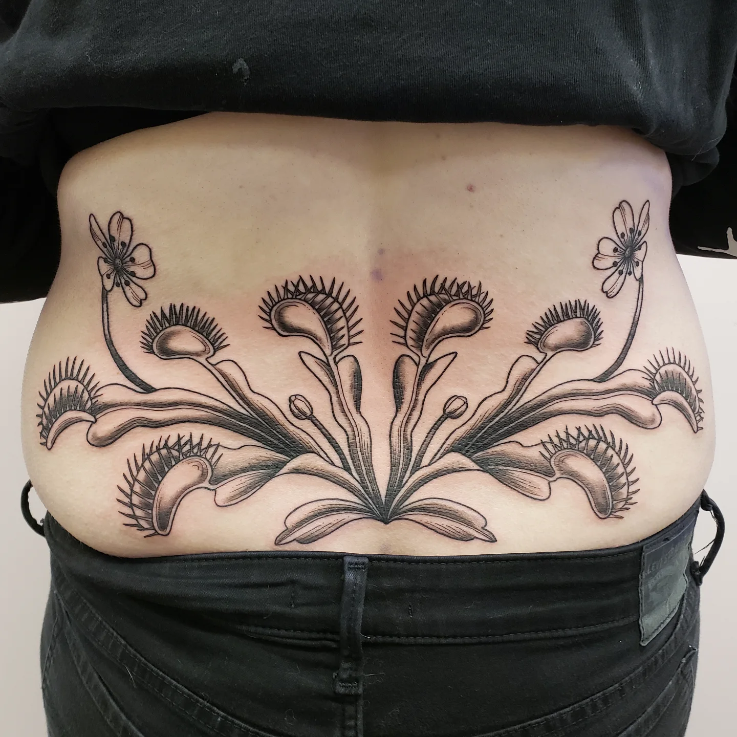Venus Flytrap Lower Back