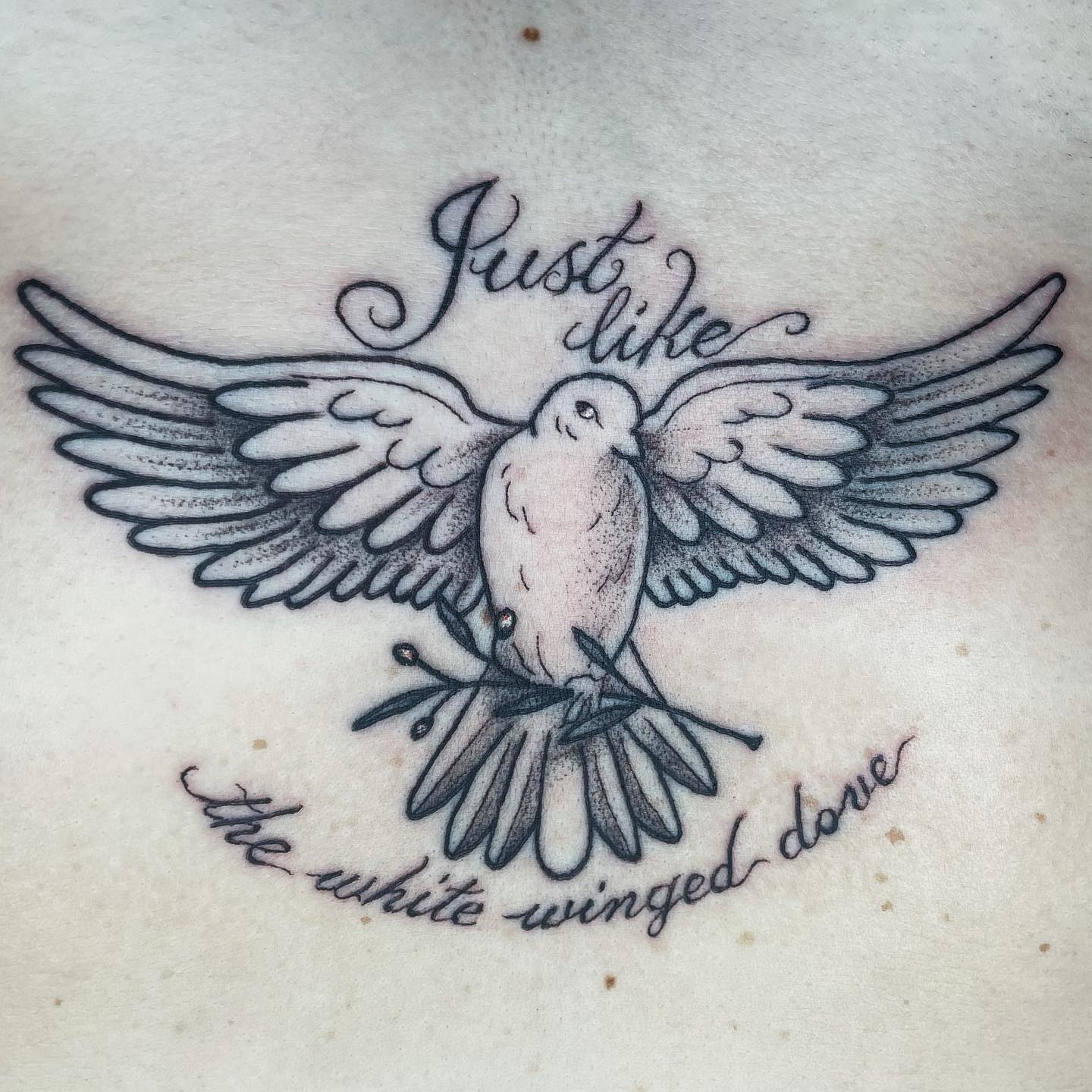 White Winged Dove